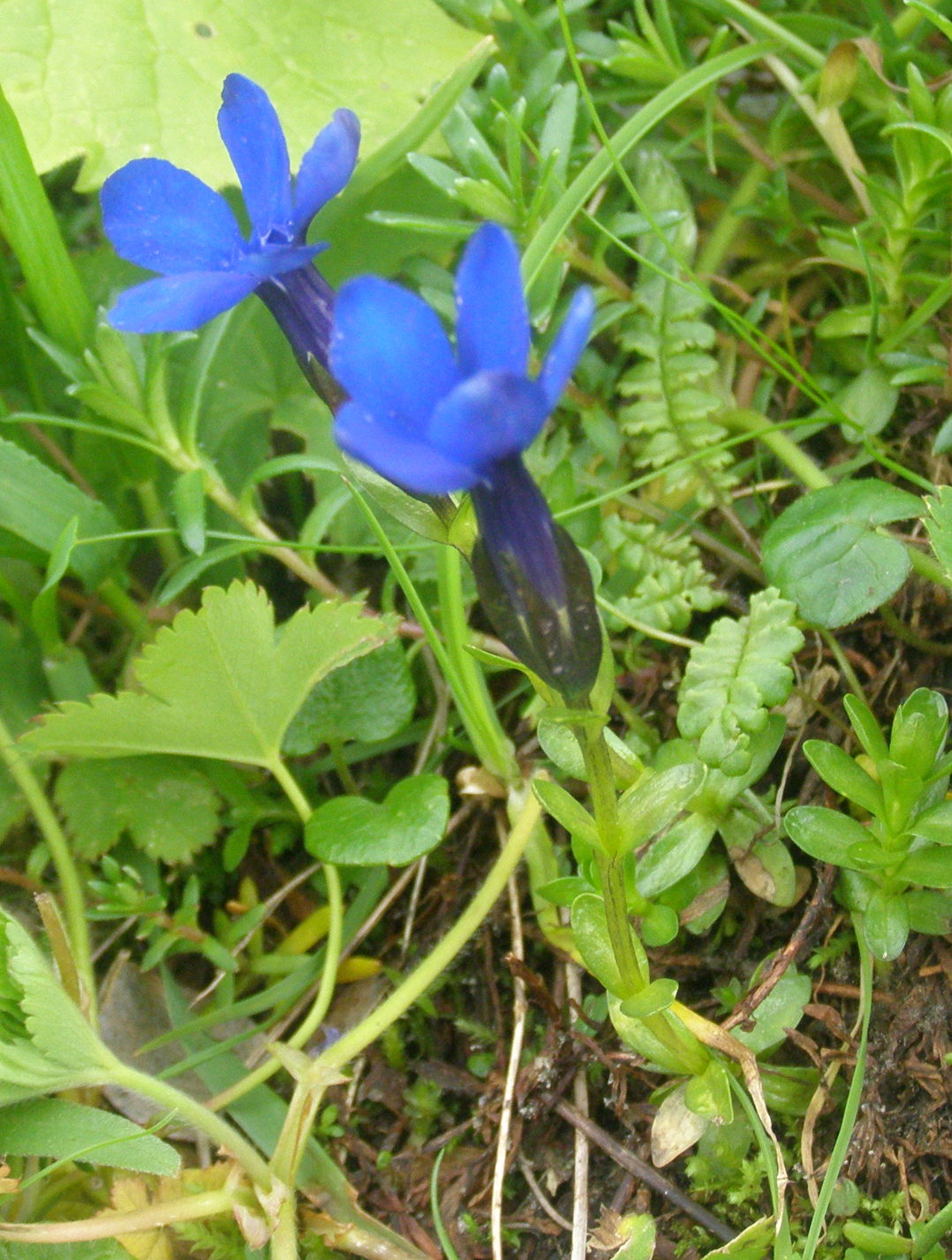 Gentiana rostanii / Genziana di Rostan